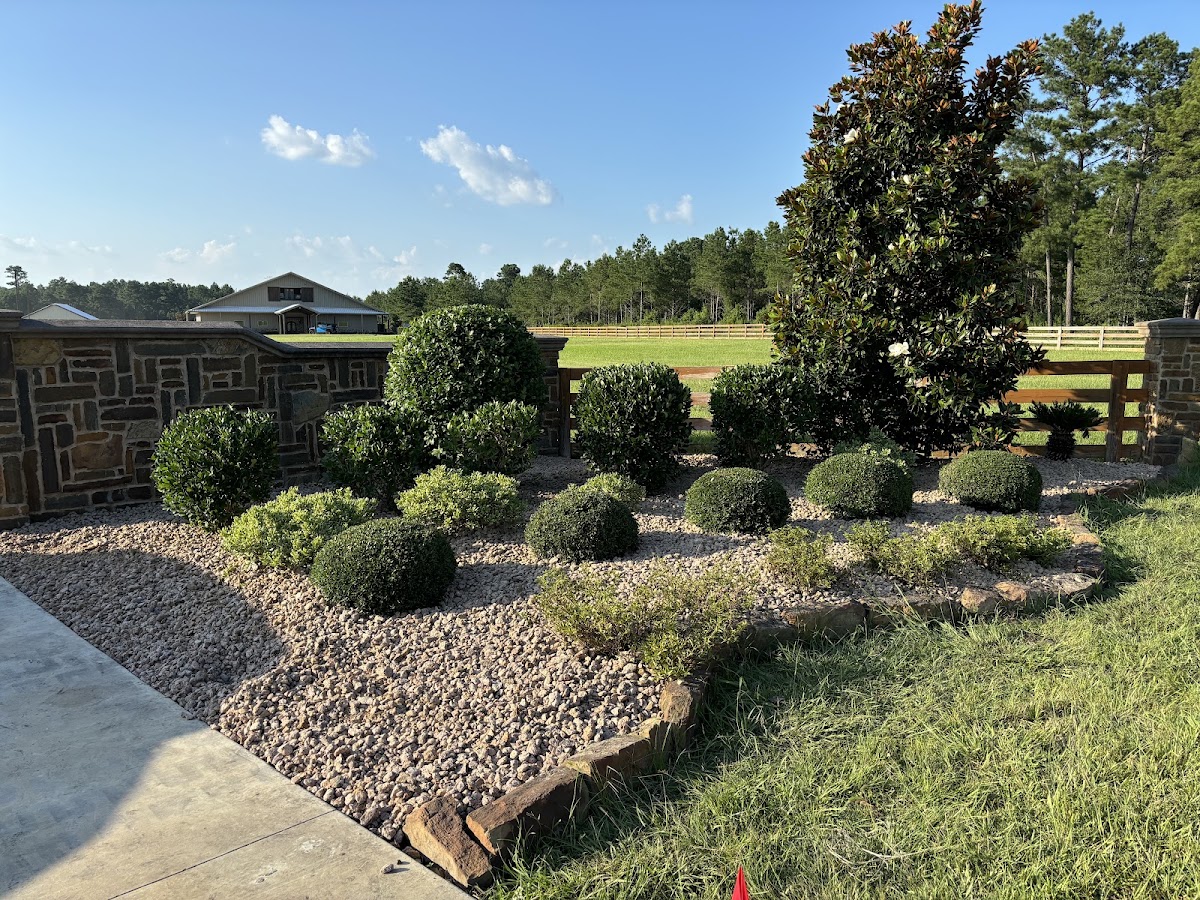 Landscaped shrub garden with gravel bed and magnolia tree